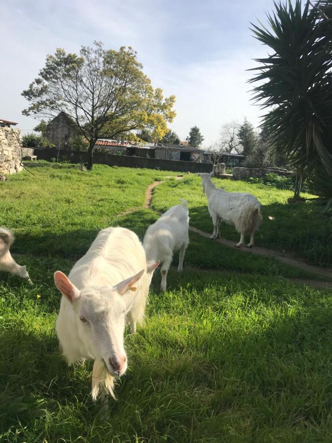 Casa De Chanca Villa Penela Eksteriør bilde